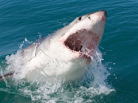 Scientists issue dire warning about Cape Cod shark attacks | khou.com