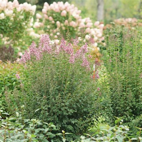 Bloomerang Ballet Lilac Proven Winners Colorchoice Flowering Shrubs