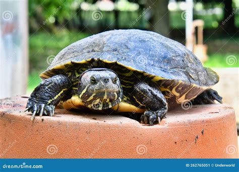 Photo Picture Of Red Eared Terrapin Turtle Trachemys Scripta Elegans