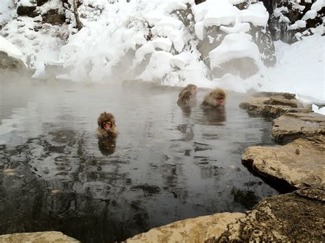 Snow Monkeys in hot springs. Nagano, Japan. | Monkeys in hot springs, Snow monkey, Hot springs