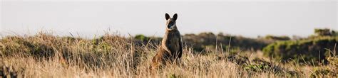 How Long Is The Drive Around Kangaroo Island