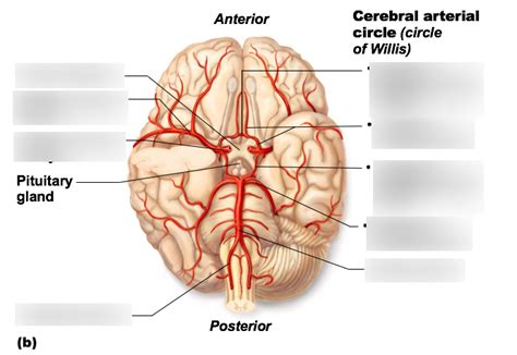 Brain Circulation Diagram Quizlet