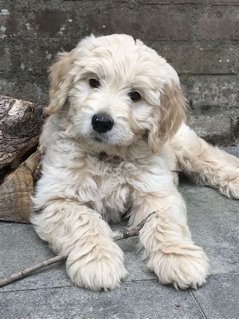 Goldendoodle 8 Weeks Old