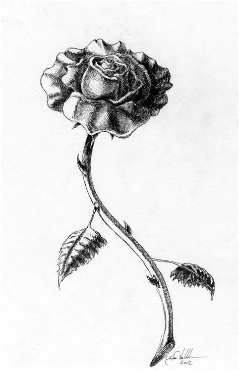 Rose with thorns by icoon on DeviantArt