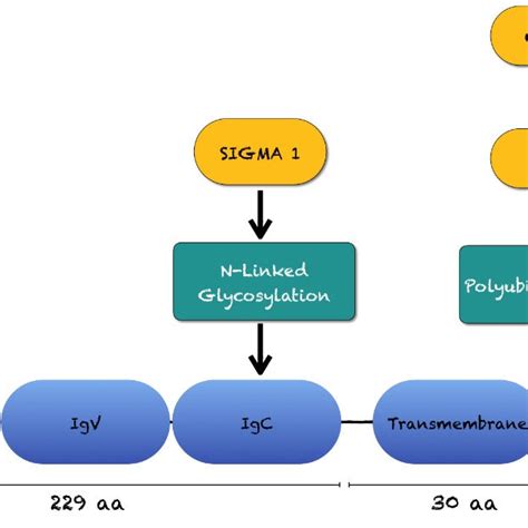 Effects Of Sigma 1 And Speckle Type Btbpoz Protein Spop