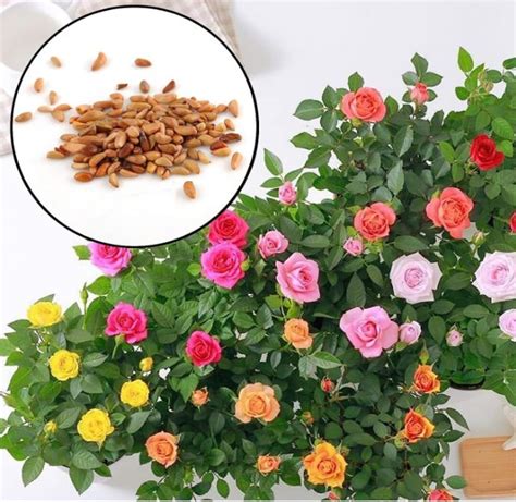 25 Rare Seeds Mix Hybrid Tea Rose Seeds Perennial Authentic Seeds Rose