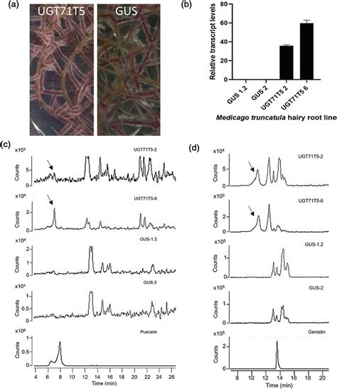 Expression Of Ugt T In Medicago Truncatula Hairy Roots A