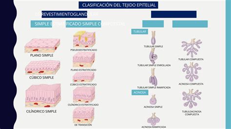 SOLUTION: TEJIDO EPITELIAL - HISTOLOGIA CON PREPARADOS - Studypool