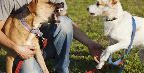 Qu Hacer Si Mi Perro Muerde A Otro Perro Pautas A Seguir