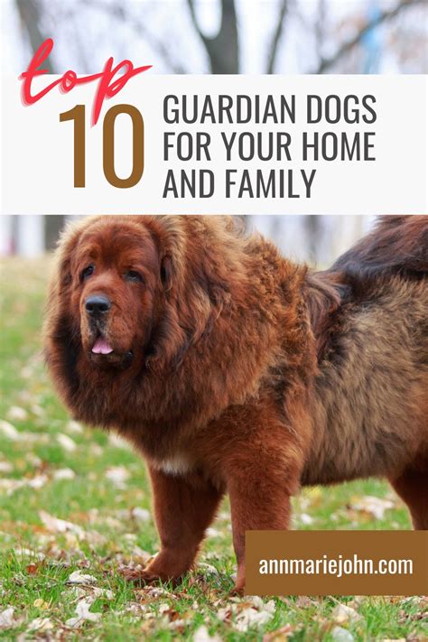 The Top 10 Guardian Dogs for Your Home and Family 🐕 - AnnMarie John