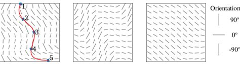 Examples Of Homogeneous Anisotropic Fibre Orientation Fields The Lines