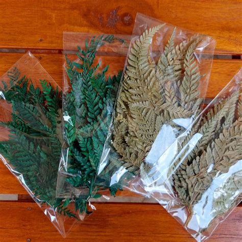 Jual Pcs Daun Pakis Kering Kemasan Plastik Hiasan Mahar Ringbox