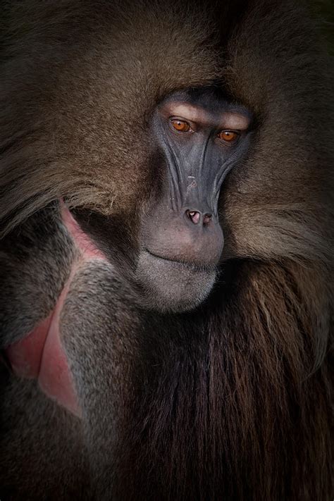 Gelada Portrait Photograph by Luigi Ruoppolo