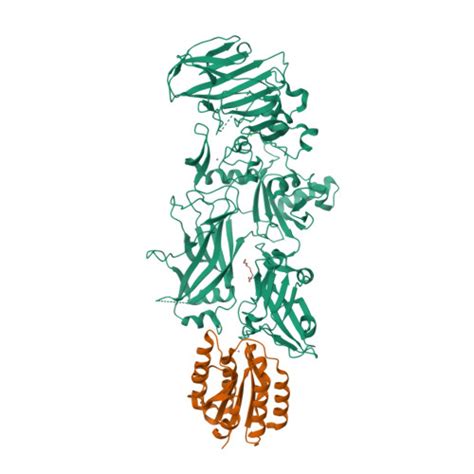 Rcsb Pdb 1t6b Crystal Structure Of B Anthracis Protective Antigen