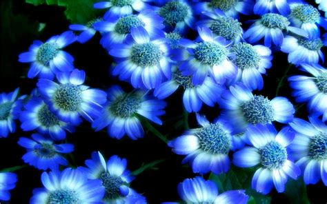 Blue Flower Wallpaper