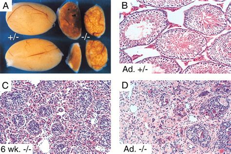 Dmrt A Gene Related To Worm And Fly Sexual Regulators Is Required