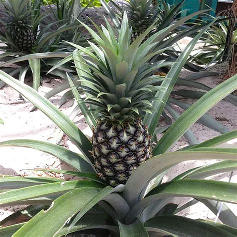 The Complete Guide To Growing Pineapples At Home