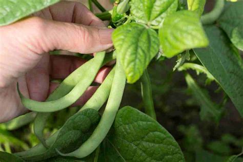 Planting Green Beans A Comprehensive Guide For A Bountiful Harvest