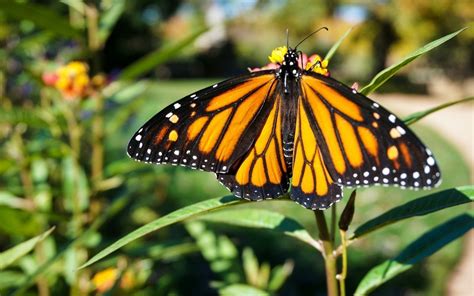 Free Butterfly Garden Starter Kit Sun Sentinel