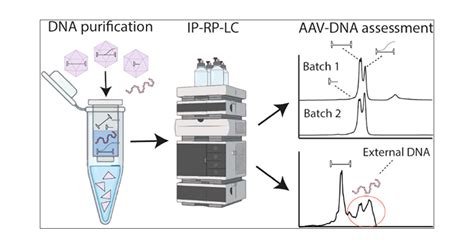 Reversed Phase Liquid Chromatography For Recombinant AAV Genome