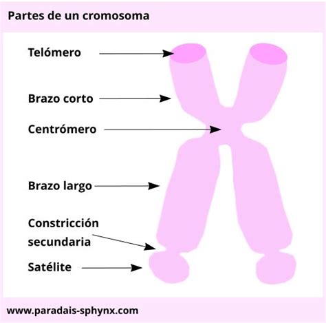 Biologia Para Tercero Bgu Partes Del Cromosoma Images