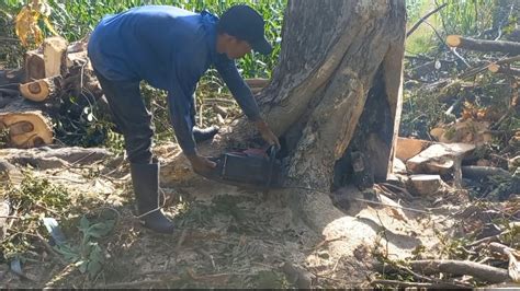 Sangat Meresahkanpotong 2 Pohon Trembesi Yang Meresahkan Warga