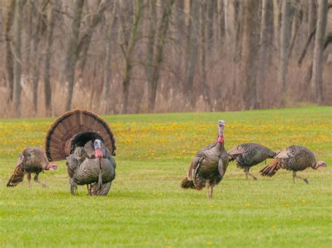 Tips for Hunting Spring Turkey