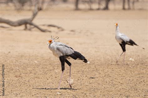 Pair Of Secretarybirds Or Secretary Birds Sagittarius Serpentarius In