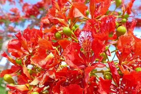 Delonix Regia A Photo On Flickriver