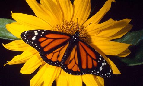 Monarch Butterfly | Species | WWF