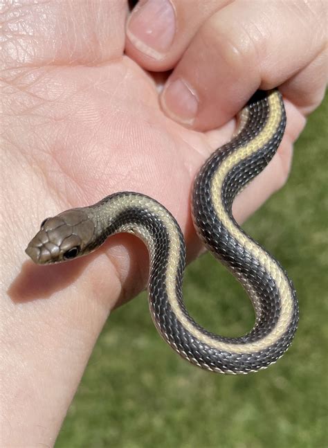 Western Patch Nosed Snake Salvadora Hexalepis Topanga St Flickr