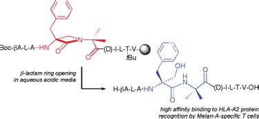 Design synthesis and evaluation of β lactam antigenic peptide hybrids