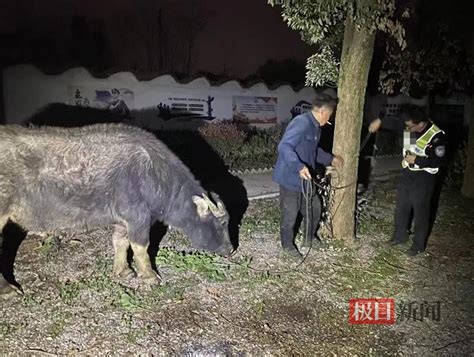 水牛“离家出走”，民警客串“牛倌”找主人 极目新闻