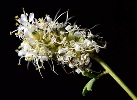 1407DSC 4538a Dalea Candida White Prairie Clover Fabacea Jack