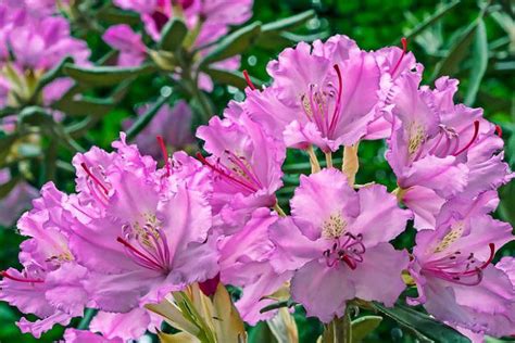 Pacific Rhododendron The Washington State Flower Is Imposible To Find Anywhere For Purchase I