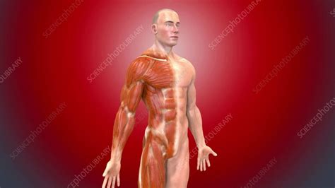 Male Musculature Animation Stock Video Clip K Science