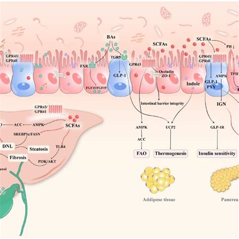 Dialogue Between Gut Microbial Metabolites And Host Metabolism