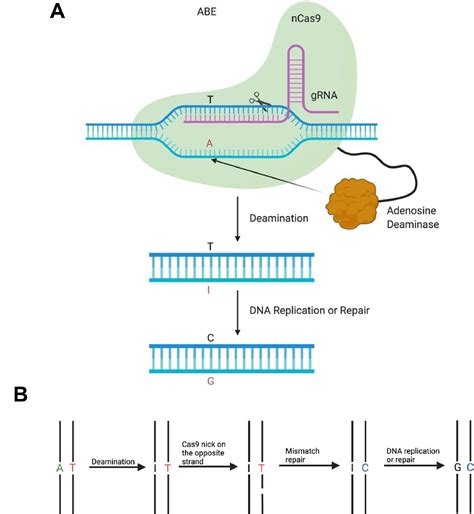 Crispr Cas9 Base Editors And Their Current Role In Human Therapeutics