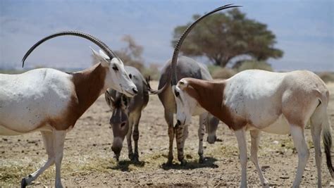 Antelope with horns image - Free stock photo - Public Domain photo ...