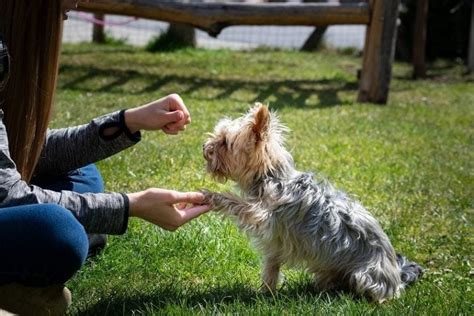 How to Stop Your Dog from Barking at a Cat in 7 Steps | Hepper