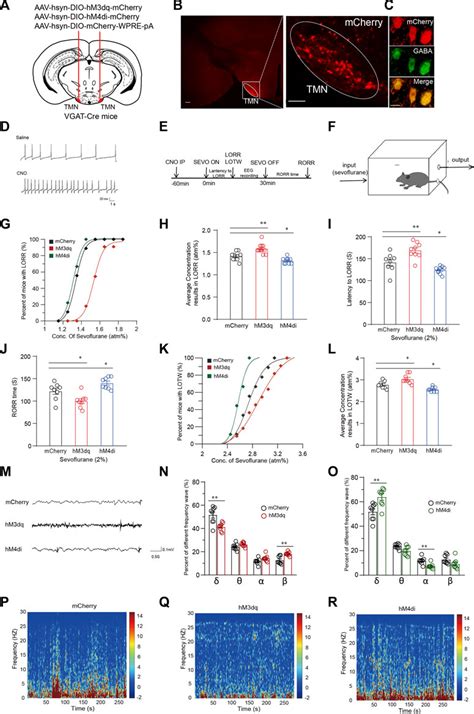 The Activation Of GABAergic Neurons In The Hypothalamic