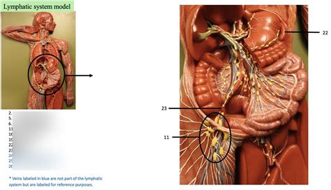 Lymphatic System Model Abdominal Diagram Quizlet