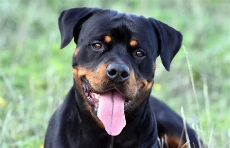 Rottweiler Dog Breed Information And Characteristics