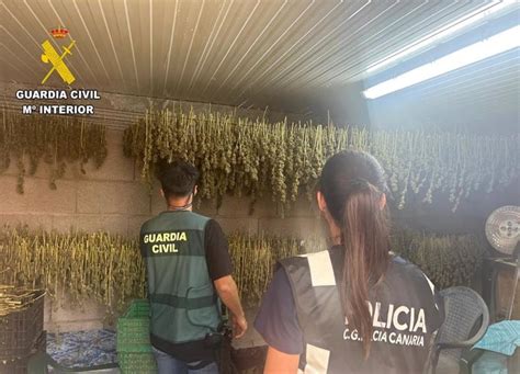 La Guardia Civil Incauta M S De Plantas De Marihuana En Un