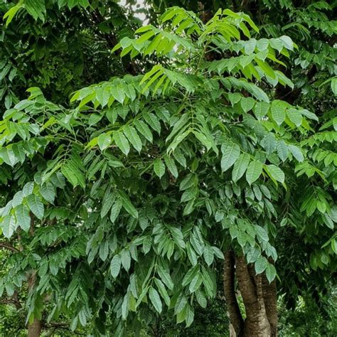 Pohon Mahoni Tanaman Rumpun Yang Bermanfaat