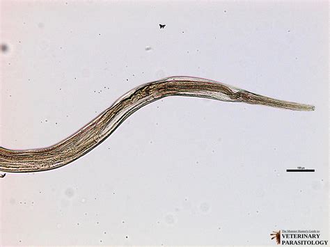 Ostertagia Sp Roundworms Monster Hunters Guide To Veterinary Parasitology