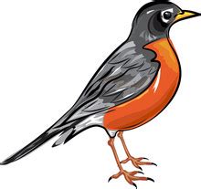 robin bird illustration  stock photo public domain pictures