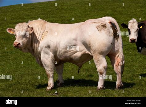 Bull Charolais Cattle Animal High Resolution Stock Photography And