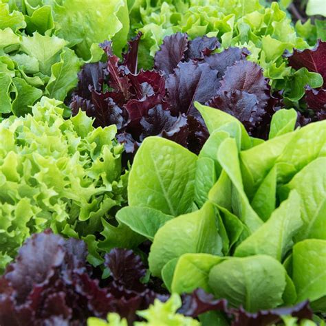 LETTUCE VARIETY Mix Seeds Super Easy to Grow Salad Seed - Etsy