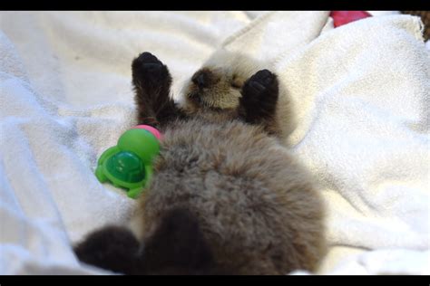 Video: Cute baby sea otter getting care at Vancouver Rescue - Jasper Fitzhugh News